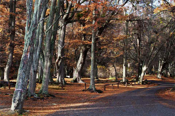 阿根廷游记之大冰川-火地岛-布宜诺斯艾利斯40.jpg